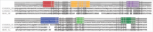 Figure 2. VH (top) and VL (bottom) sequences of the 3 rodent antibodies CD81K04, CD81K13, and Rb86. Framework and CDR classification follows WolfGuy nomenclature. Sequence positions that are part of the VH-VL orientation fingerprint are highlighted with a gray background. VH-VL orientation fingerprint positions that are unpopulated in a given antibody are denoted with the letter X. CDR color coding as described in Fig. 1.