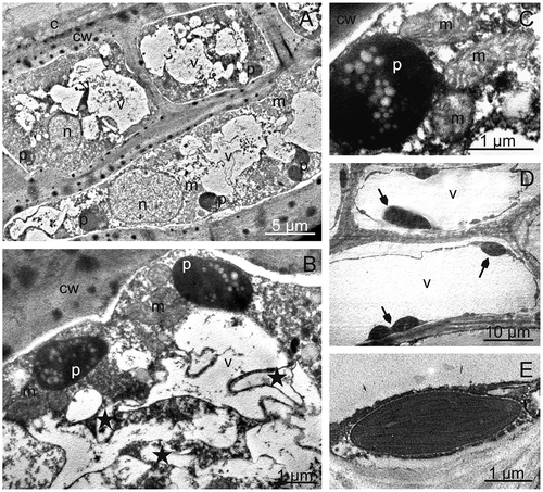 FIGURE 5 TEM. Skin and parenchymal cells of “President” fruits; A—epidermis and hypodermis cells with nuclei, plastids with starch grains and numerous vacuoles with fibrous and granular deposits. B, C—fragments of epidermis cells with plastids containing starch grains, mitochondria, and vacuoles with membranes forming compartments of various shapes (asterisks). D, E—chloroplasts (arrows) with parenchymal cells. c: cuticle, cw: cell wall, n: nucleus, p: plastid with starch grains, m: mitochondrion, v: vacuole.