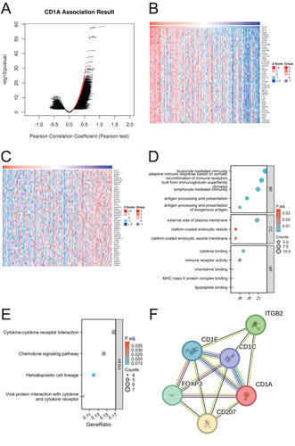 Figure 2 Analysis of CD1A’s biological functions in COAD. (A) Identification of genes significantly associated with CD1A in COAD. (B) Heatmap illustrating the top 50 genes positively correlated with CD1A in COAD. (C) Heatmap depicting the top 50 genes negatively correlated with CD1A in COAD. (D) GO functional annotation analysis for genes co-expressed with CD1A. (E) KEGG pathway enrichment analysis for genes co-expressed with CD1A. (F) Protein-protein interaction network involving CD1A.