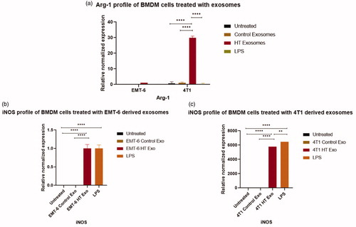 Figure 9. qRT-PCR profile of macrophage polarization marker expression (normalized to GAPDH) in BMDMs following the exposure to control exosomes or exosomes derived from 4T1 and EMT-6 cells exposed to hyperthermia. (a) Arg-1 profile of BMDM cells following 24 h exposure to control and hyperthermia-based exosomes from 4T1 and EMT-6 cells, respectively, (b, c) iNOS profile of BMDM cells after 24 h exposure to control exosomes or exosomes derived from 4T1 and EMT-6 cells exposed to hyperthermia. The Arg-1 and iNOS expression level in untreated control and EMT-6 control exosomes treated BMDM cells in (a,b) is close to zero and hence not visible in the graph. Similarly iNOS expression level is negligible in untreated control and 4T1 control exosome treated BMDM cells in (c) and hence not visible in the graph. One-way ANOVA followed by Tukey’s test was used for comparing data between groups, where * indicates p < 0.05, ** indicates p < 0.01 and *** indicates p < 0.001 between bracketed groups (n = 3).