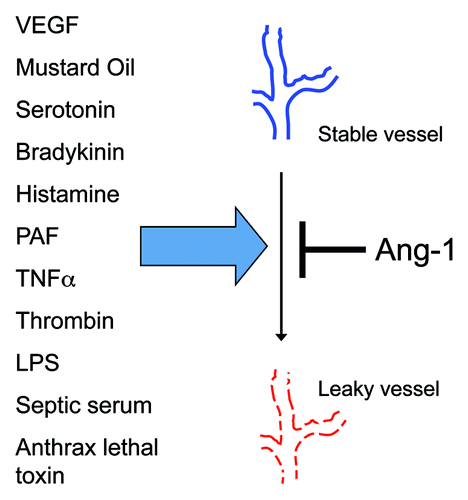 Figure 2. Angiopoietin-1 ameliorates endothelial barrier dysfunction induced by diverse ligands. The ability of excess angiopoietin-1 (Angpt-1) to prevent vascular leakage induced by diverse mediators of permeability, all of which act through unique cell surface receptors or have incompletely known mechanisms of action, suggests that Angpt-1-induced Tie-2 activation impacts a final common pathway for permeability, such as the remodeling of intercellular junctions and the actin cytoskeleton. PAF, platelet activating factor; TNFα, tumor necrosis factor α; LPS, lipopolysaccharides.
