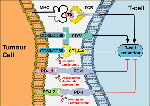Figure 2 Mechanism of action of ICIs. In response to recognition of TA presented by cancer cells, T-cell activation depends on coalescence of a range of signals including co-stimulation by CD80/CD86 which bind to CD28 on the T-cell. Cancer cells evade the immune response via competitive binding of CD80/CD86 to CTLA-4 and via binding of PD-L1/PD-L2 to PD-1, inhibiting T-cell activation. Antibodies targeting CTLA-4, PD-1 and PD-L1 prevent activation of immunosuppressive signals, thus enhancing host immune responses against cancer cells. Adapted by permission from Springer Nature © (2020). Xu W, Atkins MB, McDermott DF. Checkpoint inhibitor immunotherapyin kidney cancer. Nat Rev Urol. 2020;17(3):137–150.Citation16