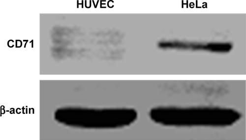 Figure S2 The expression of TFR (CD71) in HUVECs and HeLa cells was detected by western blotting assay.Notes: The HeLa and HUVEC culture medium was removed, and the cells were washed with PBS three times; the cells were lysed with RIPA buffer on ice for 30 minutes. Cell lysate was quantified with BCA protein quantification kit, and SDS-PAGE (10%) and western blotting with nitrocellulose membrane were conducted; then, the membrane was blocked with 1% BSA and incubated with TFR antibody and secondary antibody; TFR expression was detected using an ECL reagent.Abbreviations: BCA, bicinchoninic acid; ECL, enhanced chemiluminescence; HUVEC, human umbilical vein endothelial cell; TFR, transferrin receptor.