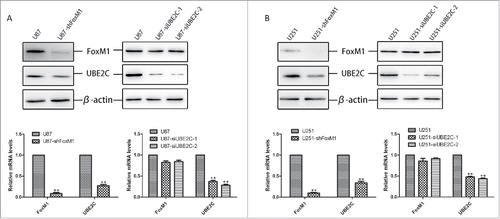Figure 4. Silencing FoxM1 inhibits UBE2C expression in glioma cell lines. (A) Western blot analysis and qRT-PCR revealed UBE2C down-regulation by the knockdown of FoxM1, whereas si-UBE2C did not affect FoxM1 expression in U87-MG cells; **p < 0.001. (B) Western blot analysis and qRT-PCR revealed that UBE2C was downregulated by FoxM1 knockdown, whereas si-UBE2C did not affect FoxM1 expression in U251 cells; **p < 0.001.