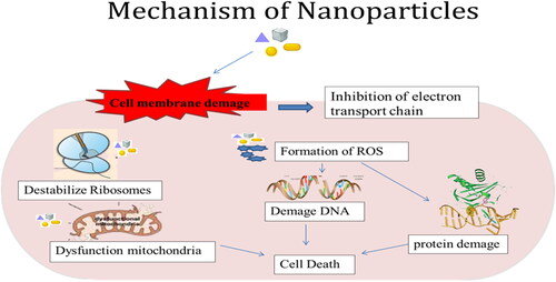 Figure 11. Mechanisms of nanoparticles and antifungal mode of action.