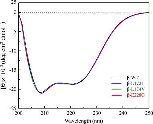 Fig. 2. Far-UV CD spectra of β-WT, β-L172I, β-L174V, and β-E228G proteins.Notes: The black, blue, green, and red lines indicate the β-WT, β-L172I, β-L174V, and β-E228G spectra, respectively. One representative of three individual experiments is shown.