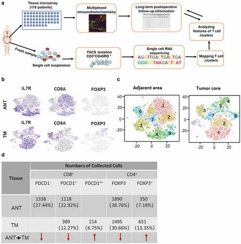 Figure 4. Clustering tumor-infiltrating T cells in ANT and TM of HCC