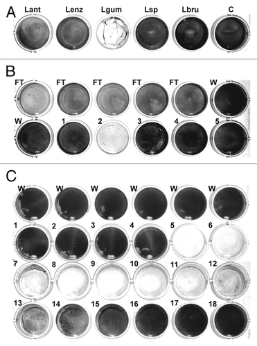Figure 1. Detection and chromatographic characterization of biofilm-degrading activity from L. gummosus. (A) Crude extracts prepared from the extracellular material of different Lysobacter species grown for 3 d on solid medium were tested against S. epidermidis biofilms on 24-well plates. Lant, L. antibioticus; Lenz, L. enzymogenes (DSMZ 2043); Lgum, L. gummosus; Lsp, Lysobacter sp. (DSMZ 3655); Lbru, L. brunescens; C water control. (B) L. gummosus extract was loaded onto a Q Sepharose Fast Flow column, and eluted isocratically with 100 mM NaCl (fractions 1–5). The flow-through (FT), the wash fractions (W), and the elution fractions were tested for biofilm-degrading activity. (C) The active fraction from the Q Sepharose column was passed over a Mono S 5/50 GL column and subsequently loaded on a Mono Q 5/50 GL column. Fractions 1–18 were eluted with 0–225 mM NaCl and tested for biofilm-degrading activity.