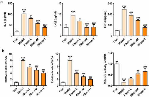 Figure 8. Effects of rhein on inflammation and oxidative stress in adipose tissue. The rats of different groups received the following treatment for six weeks, respectively. normal chow, high-fat diet (HFD) (D12492, 60% kcal%, Research Diets, USA), high-fat diet +Rhein-L (lose dose), high-fat diet (60% kcal%) + Rhein-M (medium dose), high-fat diet (60% kcal%) +Rhein-H (high dose). (a) The analysis of inflammatory markers levels. (b) Oxidative stress levels. n = 6 rats/group. HFD, high-fat diet-fed rats. ***p < 0.001 versus control. #p < 0.05, ##p < 0.01, ###p < 0.001 versus HFD