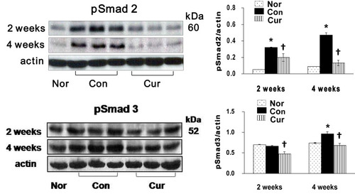 Figure 6 Phosphorylation of Smad2/3 during Ang II infusion. Ang II caused a significant increase in phospho-Smad2/3 levels at week 4, as normalized by actin for each band, which were significantly inhibited by curcumin.