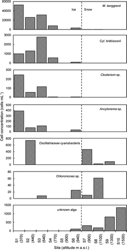 FIGURE 3. Variation of the cell number concentration (cells mL−1) of each snow alga among the collection sites on Tyndall Glacier. The numbers in brackets show the altitude of each site (m a.s.l)