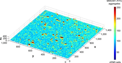 Figure 6 Three-dimensional mesh intensity plot of the bulky MWCNT–FITC aggregates (red) on PET membrane covered with confluent cEND cells (blue).Abbreviations: cEND, cerebral endothelial; MWCNT–FITC, multiwalled carbon nanotube functionalized with fluorescein isothiocyanate.