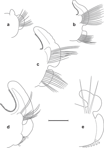 Figure 2. Scolelepis tridentata (Southern, Citation1914), syntypes (A–D – NMINH 1914.325.7; E – NMINH 1910.42.4): A. Parapodium of chaetiger 1, anterior view. B. Parapodium of chaetiger 2, anterior view. C. Parapodium of chaetiger 8, anterior view. D. Parapodium of chaetiger 21, anterior view. E. Parapodium of posterior chaetiger, anterior view. Scale bars: A–E = 0.2 mm.