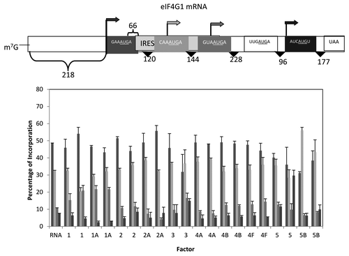 Figure 8. Influence of added initiation factors on the translation of the eIF4G1 mRNA. Above the bar graph is a representation of the eIF4G mRNA. The bar graph shows the relative levels of the four forms of the reporter protein (as indicated by the arrows) observed in the presence of the added initiation factors. The result of having no added initiation factors (RNA) or 1X or 2X added initiation factor (the 1X value is the left most column for each factor addition) is shown. For simplicity, the eIF designation is not included in front of the number for each factor. No initiation was observed for the possible start codon UUGAUGA.