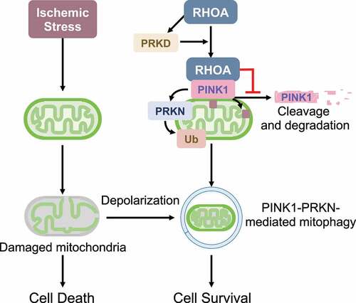 Figure 1. RHOA activation, without inducing depolarization of mitochondrial membrane potential, stabilizes PINK1 protein, induces mitophagy and provides protection against ischemic stress.