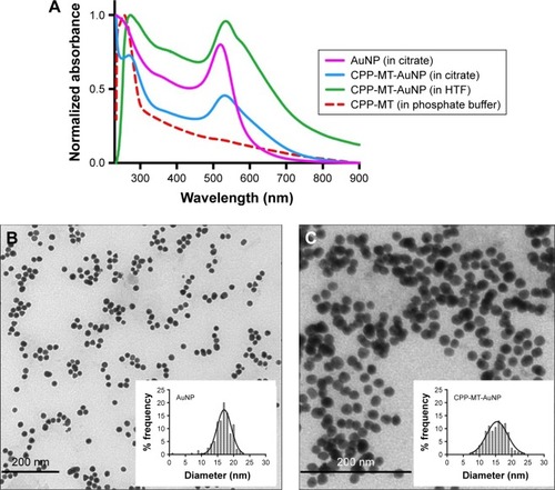 Figure 2 Characterization of gold nanoparticles by SPR spectroscopy and TEM.Notes: (A) Optical absorption spectra of ligand-free and CPP-MT-conjugated AuNPs in citrate and HTF media. Transmission electron micrographs and particle diameter frequency distribution of ligand-free AuNPs (B) and CPP-MT-conjugated AuNP (C).Abbreviations: CPP, cell-penetrating peptide; MT, metallothionein; SPR, surface plasmon resonance; TEM, transmission electron microscopy; HTF, human tubal fluid.