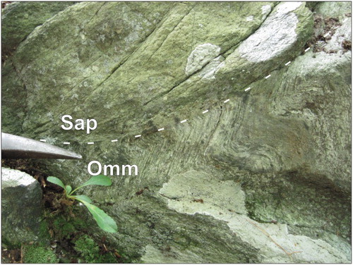 Plate 4. Allingtown dike (Sap) cutting Maltby Lakes Complex mylonite (Omm). The epidote-amphibole fabric in the mylonite (Omm) is truncated (dashed line) by a deformed porphyritic dike (Sap). Later deformation has transposed the contact, crenulated the mylonite, and given the porphyry a weak foliation, roughly parallel to the axial plane of folds in the mylonite. Field of view is approximately 20 cm.