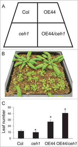 Figure 1. BBX19 is a suppressor flowering time (A) Diagram displaying the arrangement of various genotypes. (B) Phenotypes of 30 day old Col, ceh1, BBX19 overexpression line (OE44) and OE44/ceh1. (C) Leaf number per plants to flowering time of the aforementioned genotypes. Asterisks denote a significant difference in leaf number at flowering time between control (Col) and other genotypes (P < 0.05).