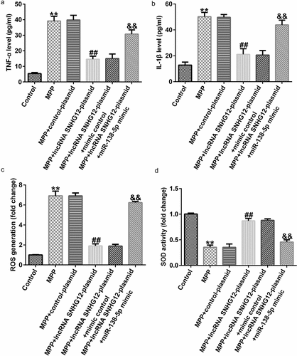 Figure 5. Effects of lncRNA SNHG12 on inflammation and oxidative stress in PD cell model. SH-SY5Y cells were transfected with the control plasmid, lncRNA SNHG12-plasmid, lncRNA SNHG12-plasmid + control mimic, and lncRNA SNHG12-plasmid + miR-138-5p mimic for 48 h following 24 h of stimulation with 1 mM MPP+. Levels of TNF-α (a) and IL-1β (b) were measured using ELISA. Detection of ROS release (c) and SOD activity (d) in SH-SY5Y cells