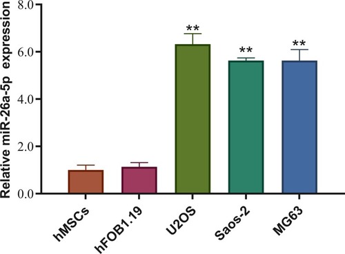 Figure 1 miR-26a-5p is highly expressed in osteosarcoma cell lines. Compared with noncancerous cells (hBMSC and hFOB1.19), miR-26a-5p was highly expressed in osteosarcoma cell lines (Saos-2, U2OS, and MG-63), especially in U2OS cells. Data are presented as mean±S.D. of three independent experiments. **P<0.01.