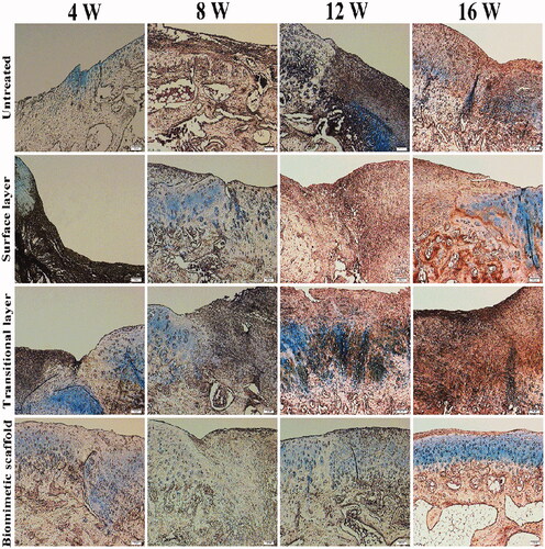 Figure 8. Alcian blue staining result of the defect at 4, 8, 12 and 16 weeks after operation.