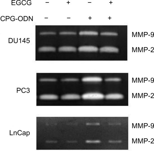 Figure 9 EGCG inhibits CpG-ODN-induced activity of MMP-9 and -2.Notes: DU145, Pc3, and Lncap cells were transfected with CpG-ODN (1 μM) for 8 hours with or without EGCG pretreatment (40 μg/ml) for 24 hours. Activity of MMP-9 and -2 in culture supernatants was determined by electrophoresis in 8% SDS-Page gels containing 0.1% gelatin. Gels were stained and clear areas representing MMP activity were imaged. Results are representative of three independent experiments.Abbreviations: CpG-ODN, CpG oligodeoxynucleotides; EGCG, epigallocatechin-3-gallate; MMP, matrix metalloproteinase; SDS-Page, sodium dodecyl sulfate polyacrylamide gel electrophoresis.