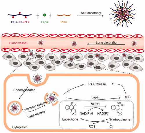 Figure 1. Illustration of the acidic-triggered lysosome escape PLP-NPs with self-amplifiable drug release for MDR CRC treatment.