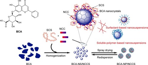 Figure 2 The schematic image of BCA-NS stabilized by NCCS.Abbreviations: BCA, baicalin; BCA-NS, BCA nanosuspension; NCCS, nanocrystalline cellulose–sodium carboxymethyl starch; SCS, sodium carboxymethyl starch; NCC, nanocrystalline cellulose; BCA-NP, BCA nanosuspension particle.