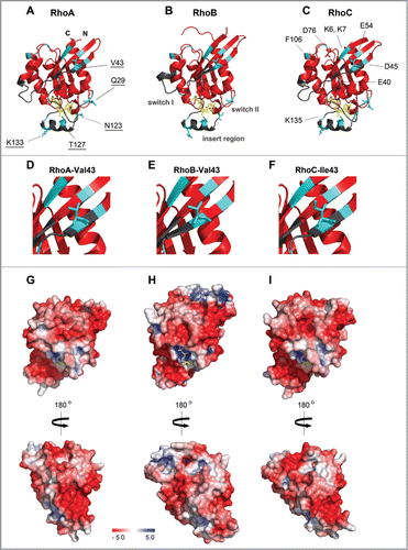 Figure 2. 3D structures of the RhoA, RhoB and RhoC G domain. (A–C) Ribbon representation of (A) RhoA (4–180 aa; Protein Data Bank (PDB) ID: 1FTN),Citation75 (B) RhoB (4–185 aa; PDB ID: 2FV8)Citation76 and (C) RhoC (3–179 aa; PDB ID: 2GCN).Citation77 Structures are shown in the same orientation. Switch I, switch II and the insert region are highlighted in gray, GDP is shown in yellow sticks. Residues marked in cyan differ among RhoA/B/C (underlined labeling in A) and are different compared to Rac1/Cdc42 (labeling in C). (D–F) Zooms of A–C highlighting that RhoA and RhoB contain at position 43 a valine, whereas RhoC has an isoleucine which has slightly bulkier side chain which underlies isoform-specific GEF- and effector binding (see text). (G–I) Electrostatic potential of the solvent accessible surface of the G domains of (G) RhoA, (H) RhoB and (I) RhoC represented in the same orientation as in A–C, lower panels show cognate structures rotated by 180°. Note that the hypervariable C-termini are not included in this representation. Electrostatic potential was calculated using the Adaptive Poisson-Boltzmann Solver (APBS) software, combined with the PDB2PQR server, at a pH of 7.5 and a threshold of ± 5 kTe−1 (red – negative charge; blue – positive charge).Citation78 Figures were prepared with PyMol (PyMol Molecular Graphics System, Schroedinger, LLC).