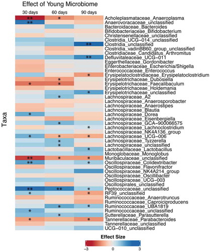 Figure 3. Differential abundance of taxa from GF mice after fecal transplant gavage with an aged or young gut microbiome. Only taxa showing P < .2 in at least one of the time points were displayed. Statistical analysis was conducted after a centered log-ratio transformation using Kruskal–Wallis test with post hoc Benjamini-Hochberg correction. N = 11 per group. * and ** P < .05 and 0.01 respectively