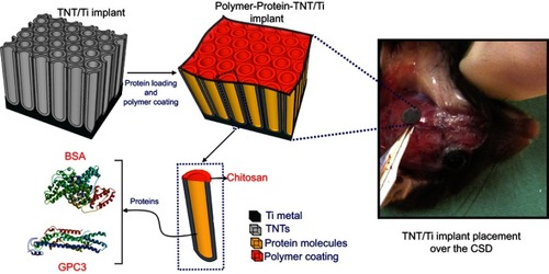 Figure 1 An electrochemically anodized Titania nanotubular implant (TNT/Ti) for sustained delivery of a bone antagonizing protein (glypican 3, GPC3) and a control protein (bone serum albumin; BSA) in surgically created critical-sized defect (CSD) as part of craniosynostosis therapy.Abbreviations: Ti, titanium; TNT, Titania nanotube.
