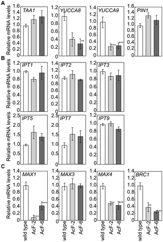Fig. 5. Expression of genes involved in biosynthesis and signaling of auxin (A), CK (B) or SL (C) in 5-week-old leaves of wild-type and transgenic (AcF-2 and 6) plants grown with an elevated (1000 ppm) CO2 level.