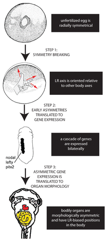 Figure 1. Establishing the LR axis is a 3-step process. In the first step, symmetry is broken; after the anterior-posterior and dorsal-ventral axes are established in the radially symmetrical egg, the LR axis can be defined. In the second step, the early asymmetries are translated to asymmetric expression of genes such as the Nodal-Lefty-Pitx2 cassette. Finally, this asymmetric gene expression is translated into the asymmetric positioning and shape of the internal organs.