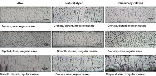 Figure 5 Micrographs showing samples of conventional descriptive patterns and margin morphologies of cuticular scales found among the three grooming styles studied. Scale casts were prepared, and images digitally captured as described in the 'Materials and Methods' section; tone, contrast, and color of images were enhanced to make scales more visible.