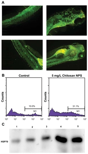 Figure 4 Investigation of the mechanism of toxicity caused by chitosan nanoparticles. (A) Cellular apoptosis was determined using acridine orange staining of chitosan nanoparticle-exposed embryos at 96 post-fertilization. Treated larvae showing bright green spots on the skin indicate the presence of apoptotic cells. Upper panel, control larvae; lower panel, larvae exposed to chitosan nanoparticles 20 mg/L. (B) Flow cytometric analysis of intracellular reactive oxygen species in the control group (left panel) and 5 mg/L chitosan nanoparticle-treated group (right panel). (C) Western blot analysis of HSP70 in zebrafish embryos.Notes: 1, control group; 2, treated with 10 mg/mL chitosan nanoparticles; 3, treated with 20 mg/mL chitosan nanoparticles; 4, treated with 40 mg/mL chitosan nanoparticles; 5, treated with 5 mg/L ZnO nanoparticles.