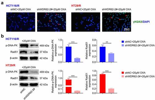 Figure 3. WDR62 contributed to DNA damage repair in oxaliplatin-resistant CRC. (a) Transfection with shWDR62-2# up-regulated the foci of γ-H2AX expression in HCT116/R and HT29/R cells. (b) Transfection with shWDR62-2# down-regulated protein expression of p-DNA-PK and Rad51 in HCT116/R and HT29/R cells. ** p < 0.01, *** p < 0.001.