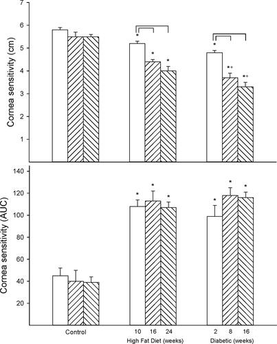 Figure 4 Effect of duration of obesity or type 2 diabetes on cornea sensitivity. Cornea sensitivity was determined using a Cochet–Bonnet filament esthesiometer (top) or by response to a hyperosmolar solution (bottom) as described in the 'Methods' section after 22 (open bars), 28 (left hatch bars) or 36 (right hatch bars) weeks of age in Sprague Dawley rats fed a normal diet or in rats fed a high-fat diet at 12 weeks of age for 10 (open bars), 16 (left hatch bars) or 24 (right hatch bars) weeks or in type 2 diabetic rats that were treated with a low dose of streptozotocin after 8 weeks of a high-fat diet and 2 (open bars), 8 (left hatch bars) or 16 (right hatch bars) weeks of hyperglycemia. Data are presented as the mean ± SEM. in cm for determination of cornea sensitivity by the filament esthesiometer and area under the curve (AUC) for cornea sensitivity by the hyperosmolar solution approach. The number of rats in each group was 12. *p < 0.05 compared to control rats; +p < 0.05 compared to high-fat diet-fed rats; brackets indicate significance (p < 0.05) compared to early time point for that condition.