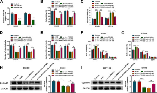 Figure 4 Inhibition of miR-198 alleviates the effect of circ-PRKDC silencing on CRC cell progression. (A) The expression of miR-198 was measured in SW480 and HCT116 cells transduced with anti-miR-NC or anti-miR-198. Cell viability (B), apoptosis rate (C), migration (D), invasion (E), cell cycle (F and G) and CyclinD1 protein expression (H and I) were examined in SW480 and HCT116 cells transfected with si-NC, si-circ-PRKDC, si-circ-PRKDC+anti-miR-NC or si-circ-PRKDC+anti-miR-198. *P < 0.05, **P < 0.01, ***P < 0.001, ****P < 0.0001.