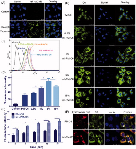 Figure 2. In vitro targeting ability of ImI-modified nanocarriers. (A) α7-nAChR expression in A549 cells observed by CLSM. Cells without incubation with primary antibody were used as negative control. Green area represents the staining of α7-nAChR. Blue region represents nuclei stained by Hoechst 33258. (B) Cellular uptake of nanocarriers with different ImI modifying densities by flow cytometry. Cells were treated with RPMI 1640 medium, PM-C6 or various ImI-PM-C6 with different molar ratios of ImI (0.5%, 1%, 5%, or 15%) for 2 h at 37 °C. (C) Quantitative results of flow cytometry analysis (*p < .05). (D) CLSM images of A549 cells incubated with PM-C6 or various ImI-PM-C6 with different molar ratios of ImI (0.5%, 1%, 5%, and 15%) for 2 h at 37 °C. Green area represents the fluorescence of C6 and blue region represents nuclei stained with Hoechst 33258. (E) Cellular uptake of PM-C6 and ImI-PM-C6 in A549 cells for different incubation time periods at 37 °C, measured by flow cytometry (*p < .05). (F) Colocalization of micelles with lysosomes. Micelles were shown in green; lysosomes were shown in red. Colocalization areas were presented as yellow spots, as representatively indicated by white arrows.