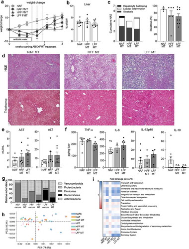 Figure 4. Diet-educated microbiota alone is not sufficient to reverse NAFLD. Mice on NAF for 6 weeks were given antibiotic water for 1–1.5 weeks and then given microbiota transplants (MT) using cecal contents from mice at the end of the diet intervention model. The recipient mice were then maintained on NAF for 2 weeks. (a) Percent weight change during MT using NAF at 6 weeks as baseline. (b) Liver weight as percent body weight. (c) NAS and percent steatosis of liver. (d) H&E and trichrome staining of liver histology. (e) AST and ALT measured in serum. (f) TNF-a, IL-6, IL-12p40, and IL-10 cytokine measurements of homogenized liver tissue. (g) Phylum-level abundance of donor cecal and treated fecal microbiota. (h) Principal component analysis and (i) heatmap of fold change of Phylogenetic Investigation of Communities by Reconstruction of Unobserved States (PICRUSt) analysis. Data is the mean ± SEM of 2 independent experiments, n = 3–9mice/group.