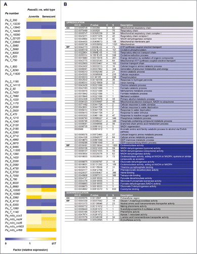 Figure 5. Transcript levels of genes involved in the control of mitochondrial energy metabolism and biogenesis, are increased. (A) Transcriptome data of juvenile and senescent Pasod3Δ vs. wild type, demonstrated as a heatmap. Colors indicate relative expression of up- and downregulated transcripts of all genes, classified by Pa-number, with the relative transcription threshold to ≥ 3 and P-value of P ≤ 0.05. (B) GO enrichment analysis of transcriptome data of Pasod3Δ showing differential expression compared with the P. anserina wild type. All differentially expressed genes (Factor > 3; P < 0.05) were analyzed. GO terms with P < 1E-5 are shown. CC: Cellular Component; BP: Biological Process; C: Count (number of genes of respective GO term in the group [up- or downregulated]); S: Size (total number of P. anserina genes with the respective GO term).