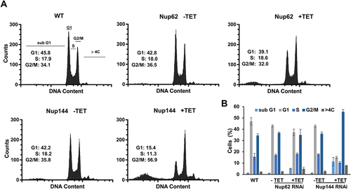 Figure 6. Silencing of TbNup144 but not of TbNup62 causes cell cycle arrest in the G2/M phase. (A) Flow cytometry profiles of parental (WT), non-induced, and RNAi-induced TbNup62 and TbNup144 cells. To determine the karyotype of the population, cells were fixed and stained with propidium iodide (indicating DNA content) (x-axes). Cell count is plotted on the y-axes. Downregulation of TbNup144 shows arrest in the G2/M phase (2K1N), suggesting that cell lines after induction encounter errors in completing mitosis and cytokinesis. Three biological repeats were performed, and representative histograms are shown. Inset: Percent of cells in G1, S and G2/M are shown. (B) Densitometry analysis of the cell cycle phases (sub-G1, G1, S, G2/M, >4C). Mean scores from three biological replicates are plotted, and ±SD is shown.
