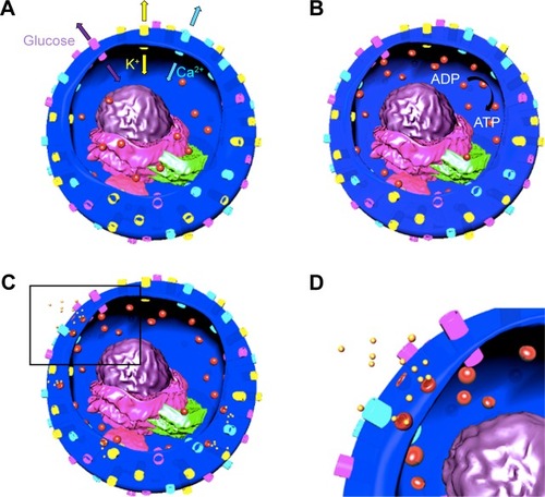 Figure 1 Schematics depicting fusion and exocytosis process of insulin granules.Notes: Channels: yellow: K, light purple: glucose, blue: Ca; organelles: light purple: endoplasmic reticulum, dark purple: nucleus, green: Golgi apparatus, pink: mitochondria, particles: red: insulin granules and yellow: secreted insulin. (A) Glucose and K channels are opened and Ca channel is closed. (B) Glucose enters the cell and ADP is converted to ATP, K channel is closed and Ca channel is opened. Insulin granules move toward the plasma membrane. (C) Insulin granules dock to plasma membrane and release insulin. (D) Inset of the black rectangle shown in (C).