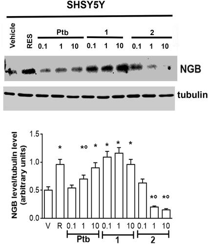 Figure 6. Effect of pterostilbene (Ptb) and its fluorescent derivatives (1 and 2) on neuroglobin (NGB) levels in neuronal-derived cells. Western blot (upper panel) and densitometric analyses (bottom panel) of NGB levels in SH-SY5Y cells. Cells were treated for 24 h with resveratrol (R, 1 µM) or with different compound concentrations. The amount of NGB was normalised by comparison with α-tubulin levels. Data are the mean ± SD of five different experiments. p < 0.001 was determined with ANOVA followed by Bonferroni test with respect to the vehicle (*) or to R-treated samples (°).