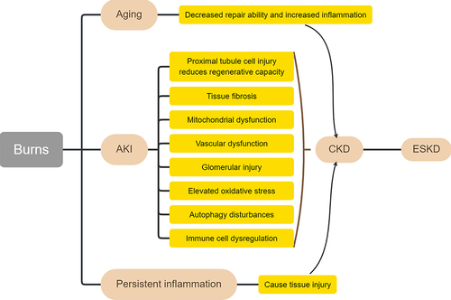 Figure 4 Schematic diagram of the etiology of post-burn CKD.