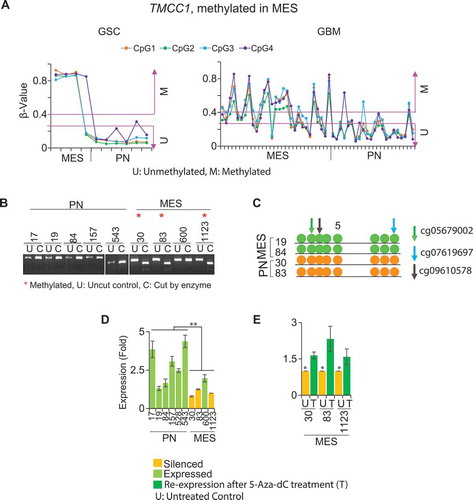 Figure 6. Methylation and expression of TMCC1 in GSCs and GBM bulk tumors. (A) TMCC1 is methylated in MES but unmethylated in PN in both GSCs and GBM. COBRA (B) and bisulphite sequencing (C) validated methylation of TMCC1 in PN and MES GSCs. Arrows represent the methylated CpG sites that were used as references to design primers. Colors indicate different probes identified. (D) qRT-PCR analysis. TMCC1 is silenced in MES GSCs and is expressed in PN GSCs. (E) Treatment of MES GSCs with 1 µM 5-Aza-dC restored the expression of TMCC1. Data are representative from three independent experiments. * P <0.05; **P <0.01: U: untreated control: T: treated with 5-Aza-dC.