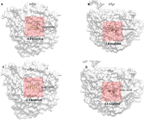 Figure 4. Molecular docking views of two compounds, verproside and kojic acid, on two tyrosinases: (A) verproside-mTyr, (B) verproside-hTyr, (C) kojic acid-mTyr, and (D) kojic acid-hTyr. The tyrosinases are represented by a white surface protein model, and the two Copper ions present in the tyrosinases are represented by a yellow space-filling model. The active site is highlighted by a red transparent box. The compounds are represented by ball and stick models with atom colours: red for Oxygen, cyan for Carbon, and white for Hydrogen.