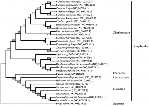 Figure 1. Phylogenetic tree showing relationship between C. edulis and other 30 species in Zingiberales, Oryza sativa (NC_031333.1) was taken as the outgroup. Phylogenetic tree was constructed based on the complete chloroplast genomes using the maximum-likelihood (ML) with 1000 bootstrap replicates. Numbers in each the node indicated the bootstrap support values.
