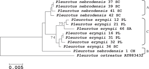 Figure 2. Evolutionary relationships among 13 taxa of P. eryngii species-complex based on EF1-α gene (∼600 bp) sequence variation. The evolutionary history was inferred using the Neighbor-Joining method and the analyses were conducted in MEGA4. The bootstrap consensus tree inferred from 1000 replicates and bootstrap values greater than 70% are shown. One EF1-α gene sequence (AY883432) belonging to P. ostreatus taken from the NCBI GenBank was included as species reference within the Pleurotus genus.