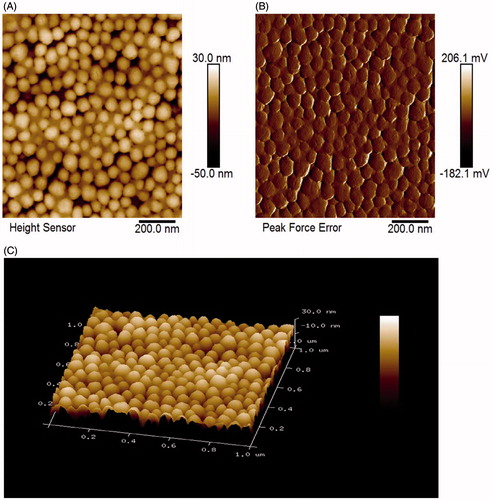 Figure 1. Characterization of SiNPs by AFM. (A) AFM height profile of SiNPs. (B) 2D peak-force error AFM scans of SiNPs. (C) 3D height image of SiNPs.